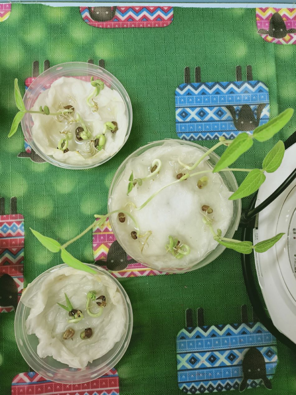 文件 : <FONT COLOR='red'>(109.03.04)種植-1.JPG</FONT> <BR> 尺寸 : <FONT COLOR='blue'>950 × 1267</FONT> 圖元 <BR> 格式 : <FONT COLOR='green'>jpg</FONT> <BR> 大小 : <FONT COLOR='green'> -- </FONT> KB