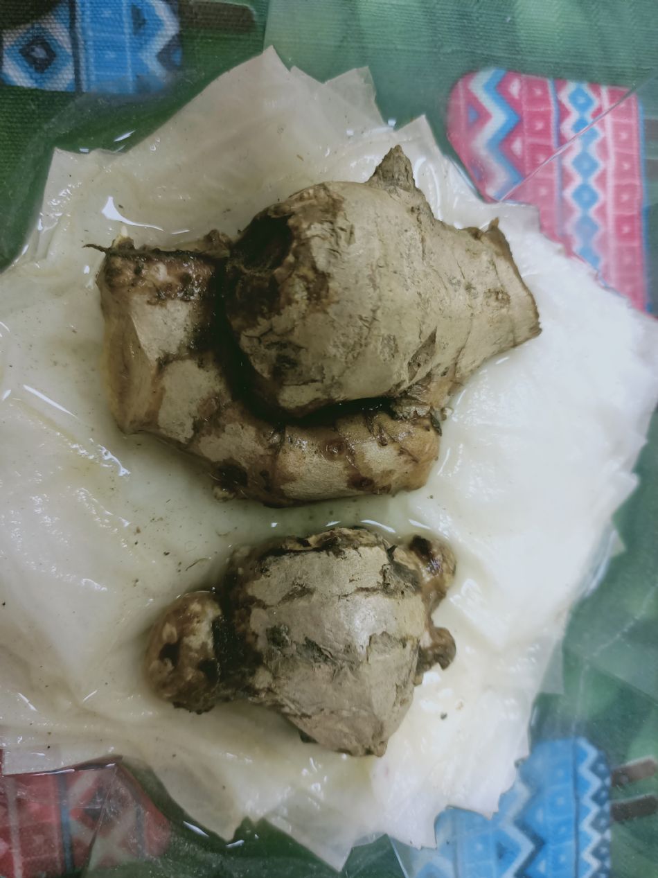 文件 : <FONT COLOR='red'>(109.03.04)種植-10.JPG</FONT> <BR> 尺寸 : <FONT COLOR='blue'>950 × 1267</FONT> 圖元 <BR> 格式 : <FONT COLOR='green'>jpg</FONT> <BR> 大小 : <FONT COLOR='green'> -- </FONT> KB