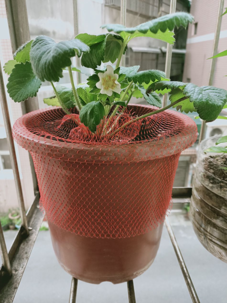 文件 : <FONT COLOR='red'>(109.03.04)種植-11.JPG</FONT> <BR> 尺寸 : <FONT COLOR='blue'>950 × 1267</FONT> 圖元 <BR> 格式 : <FONT COLOR='green'>jpg</FONT> <BR> 大小 : <FONT COLOR='green'> -- </FONT> KB