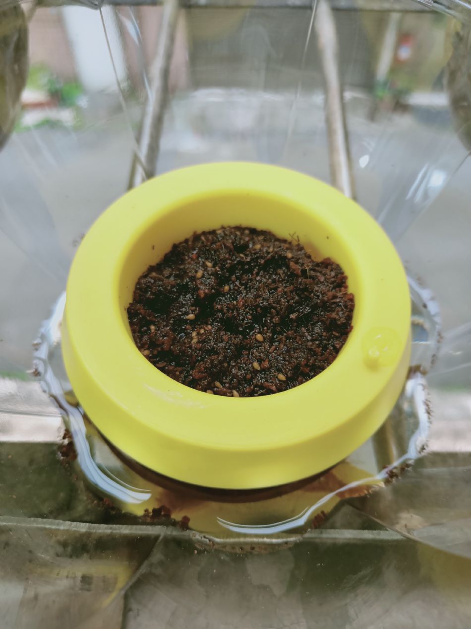 文件 : <FONT COLOR='red'>(109.03.04)種植-12.JPG</FONT> <BR> 尺寸 : <FONT COLOR='blue'>950 × 1267</FONT> 圖元 <BR> 格式 : <FONT COLOR='green'>jpg</FONT> <BR> 大小 : <FONT COLOR='green'> -- </FONT> KB