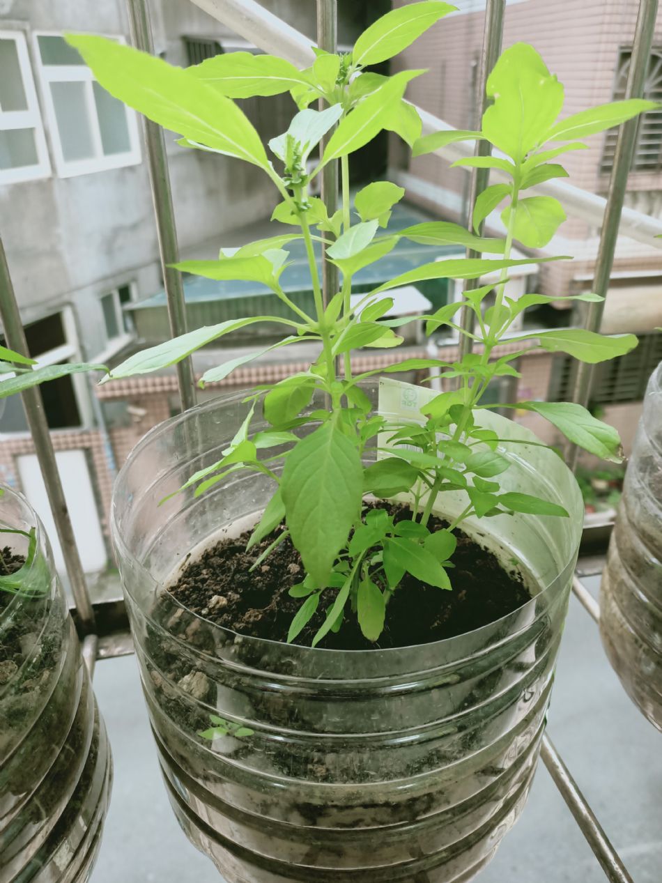 文件 : <FONT COLOR='red'>(109.03.04)種植-2.JPG</FONT> <BR> 尺寸 : <FONT COLOR='blue'>950 × 1267</FONT> 圖元 <BR> 格式 : <FONT COLOR='green'>jpg</FONT> <BR> 大小 : <FONT COLOR='green'> -- </FONT> KB