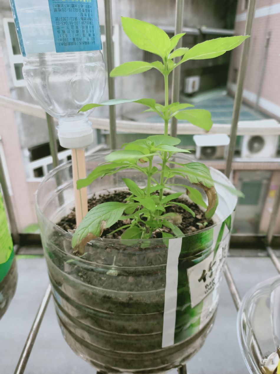 文件 : <FONT COLOR='red'>(109.03.04)種植-3.JPG</FONT> <BR> 尺寸 : <FONT COLOR='blue'>950 × 1267</FONT> 圖元 <BR> 格式 : <FONT COLOR='green'>jpg</FONT> <BR> 大小 : <FONT COLOR='green'> -- </FONT> KB