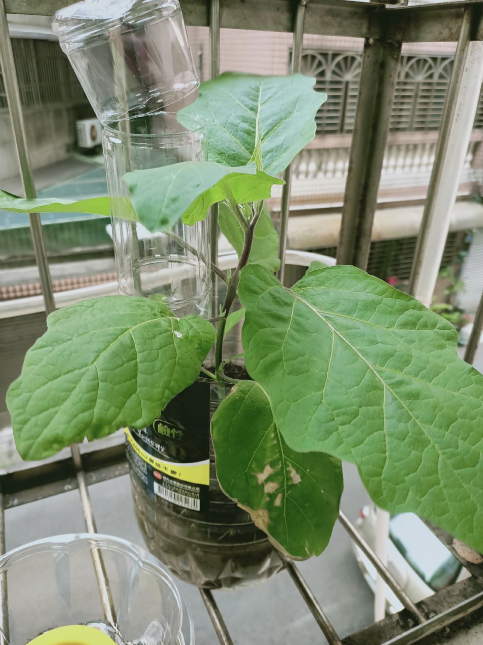 文件 : <FONT COLOR='red'>(109.03.04)種植-4.JPG</FONT> <BR> 尺寸 : <FONT COLOR='blue'>950 × 1267</FONT> 圖元 <BR> 格式 : <FONT COLOR='green'>jpg</FONT> <BR> 大小 : <FONT COLOR='green'> -- </FONT> KB