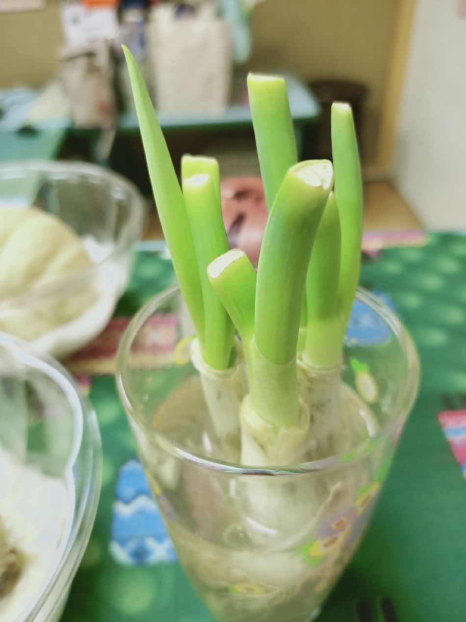 文件 : <FONT COLOR='red'>(109.03.04)種植-5.JPG</FONT> <BR> 尺寸 : <FONT COLOR='blue'>950 × 1267</FONT> 圖元 <BR> 格式 : <FONT COLOR='green'>jpg</FONT> <BR> 大小 : <FONT COLOR='green'> -- </FONT> KB