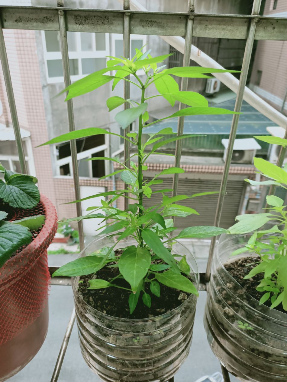 文件 : <FONT COLOR='red'>(109.03.04)種植-6.JPG</FONT> <BR> 尺寸 : <FONT COLOR='blue'>950 × 1267</FONT> 圖元 <BR> 格式 : <FONT COLOR='green'>jpg</FONT> <BR> 大小 : <FONT COLOR='green'> -- </FONT> KB