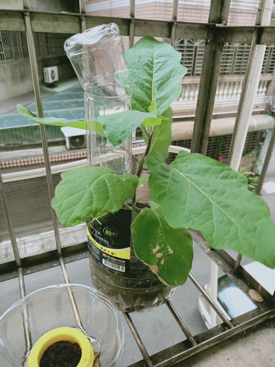 文件 : <FONT COLOR='red'>(109.03.04)種植-7.JPG</FONT> <BR> 尺寸 : <FONT COLOR='blue'>950 × 1267</FONT> 圖元 <BR> 格式 : <FONT COLOR='green'>jpg</FONT> <BR> 大小 : <FONT COLOR='green'> -- </FONT> KB