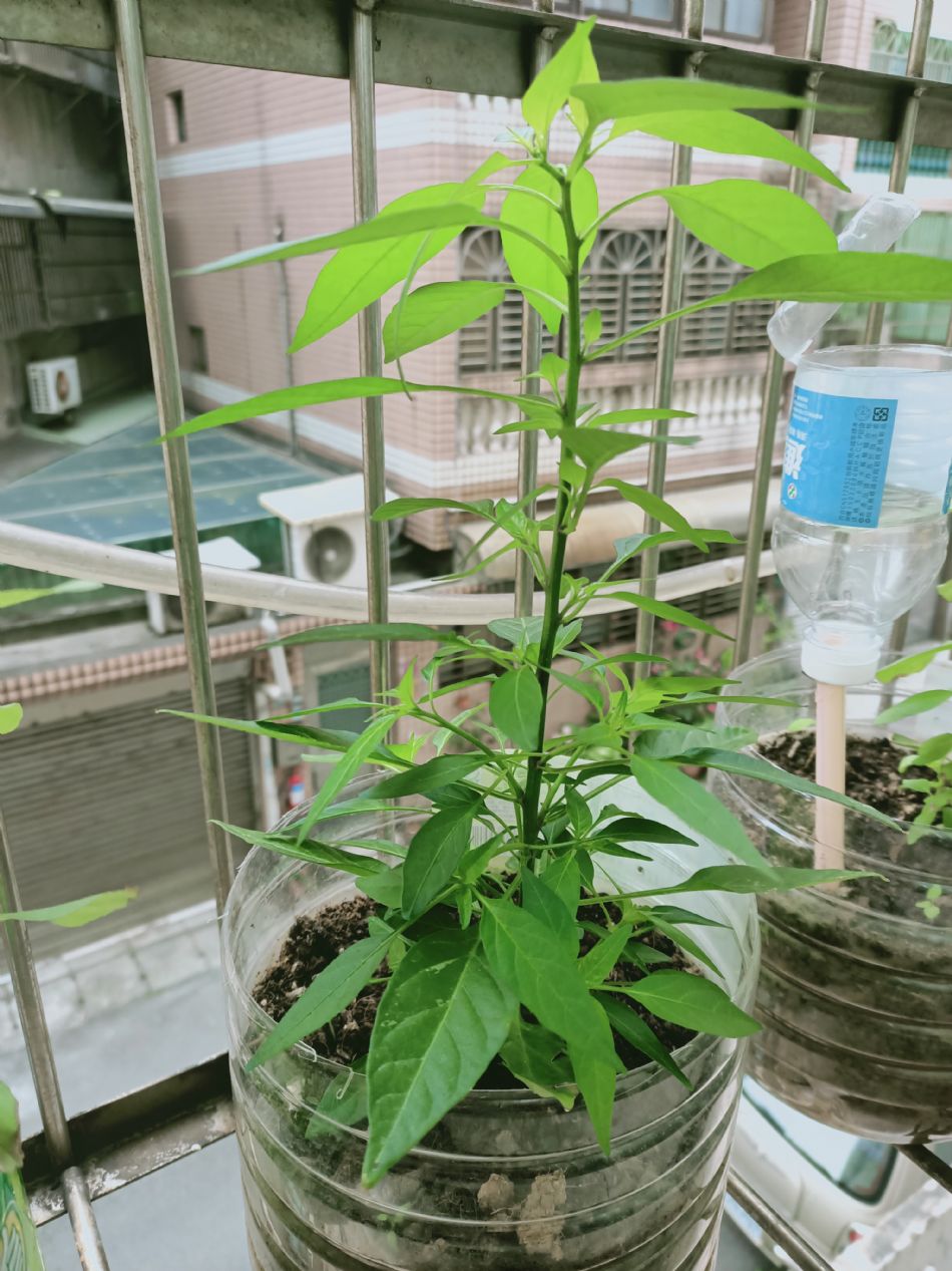 文件 : <FONT COLOR='red'>(109.03.04)種植-8.JPG</FONT> <BR> 尺寸 : <FONT COLOR='blue'>950 × 1267</FONT> 圖元 <BR> 格式 : <FONT COLOR='green'>jpg</FONT> <BR> 大小 : <FONT COLOR='green'> -- </FONT> KB