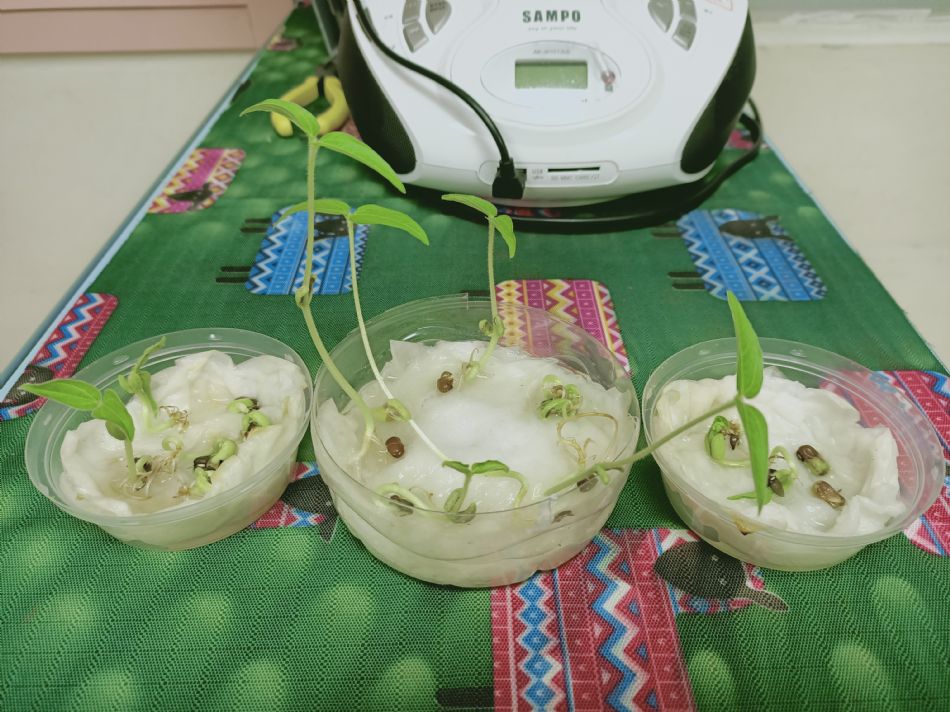 文件 : <FONT COLOR='red'>(109.03.04)種植-9.JPG</FONT> <BR> 尺寸 : <FONT COLOR='blue'>950 × 712</FONT> 圖元 <BR> 格式 : <FONT COLOR='green'>jpg</FONT> <BR> 大小 : <FONT COLOR='green'> -- </FONT> KB