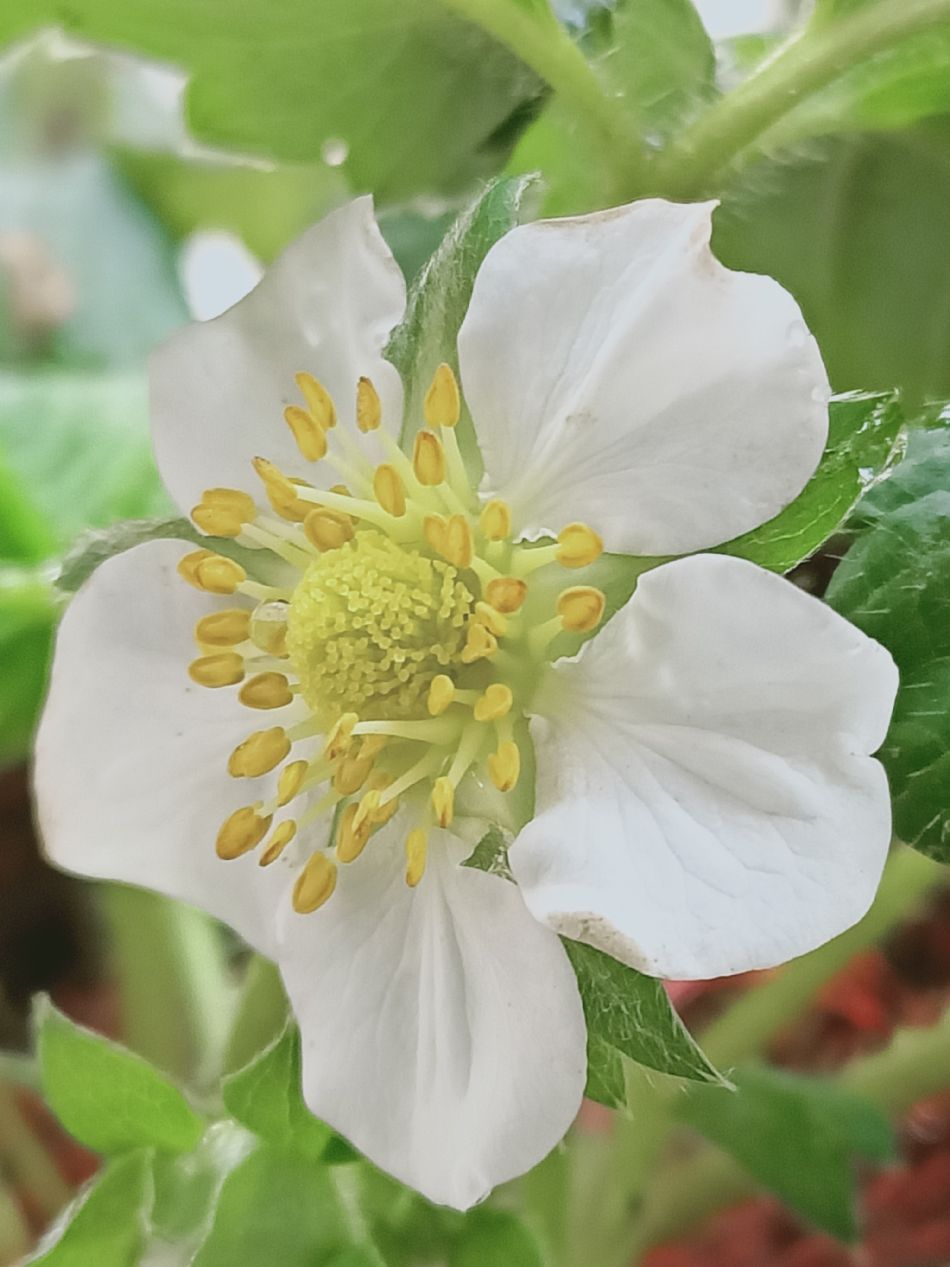 文件 : <FONT COLOR='red'>(109.03.06)種植-1.JPG</FONT> <BR> 尺寸 : <FONT COLOR='blue'>950 × 1267</FONT> 圖元 <BR> 格式 : <FONT COLOR='green'>jpg</FONT> <BR> 大小 : <FONT COLOR='green'> -- </FONT> KB