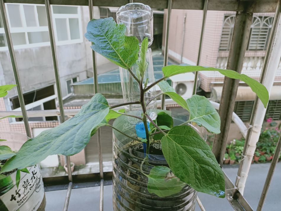 文件 : <FONT COLOR='red'>(109.03.06)種植-11.JPG</FONT> <BR> 尺寸 : <FONT COLOR='blue'>950 × 712</FONT> 圖元 <BR> 格式 : <FONT COLOR='green'>jpg</FONT> <BR> 大小 : <FONT COLOR='green'> -- </FONT> KB