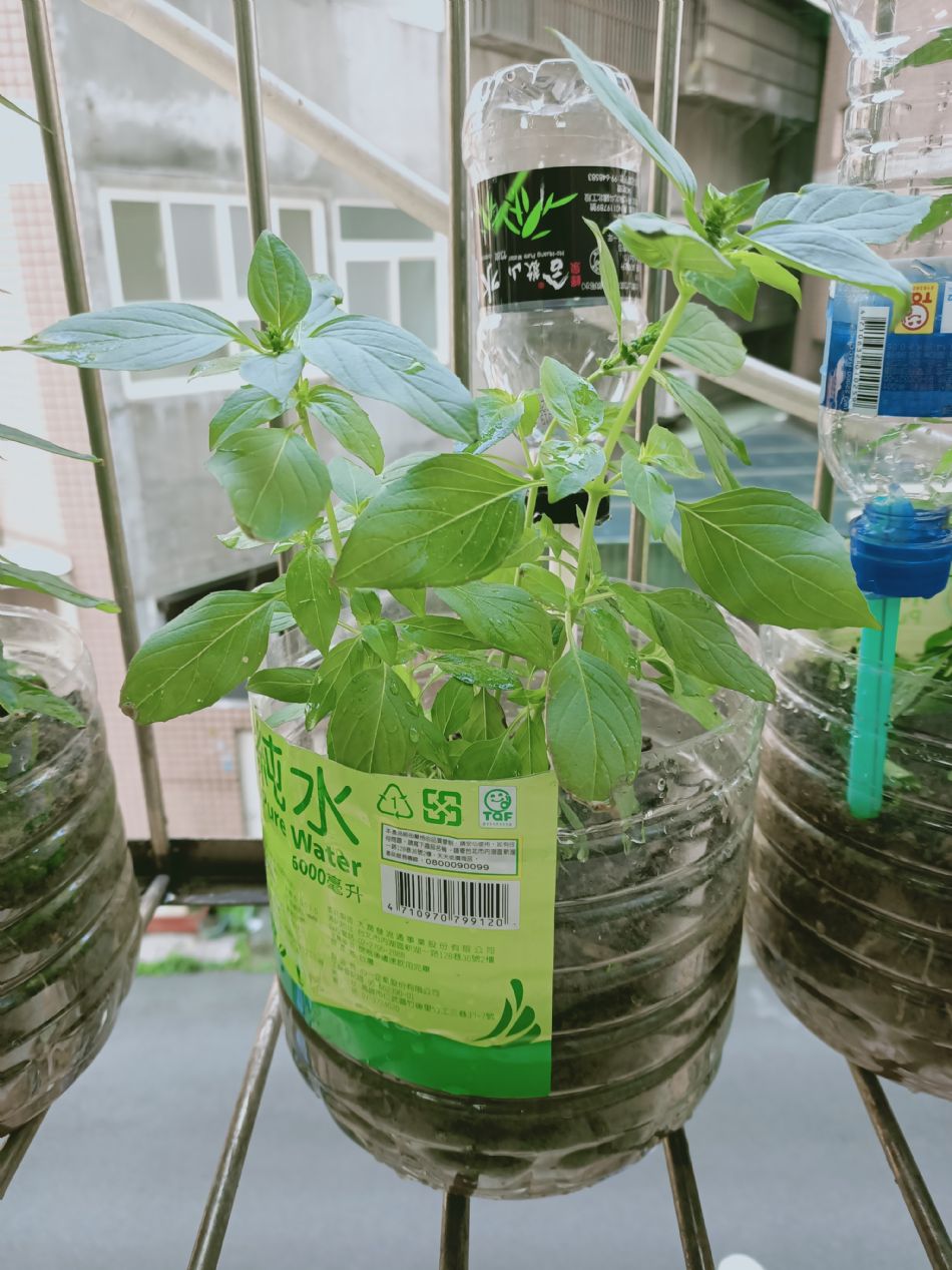 文件 : <FONT COLOR='red'>(109.03.06)種植-12.JPG</FONT> <BR> 尺寸 : <FONT COLOR='blue'>950 × 1267</FONT> 圖元 <BR> 格式 : <FONT COLOR='green'>jpg</FONT> <BR> 大小 : <FONT COLOR='green'> -- </FONT> KB