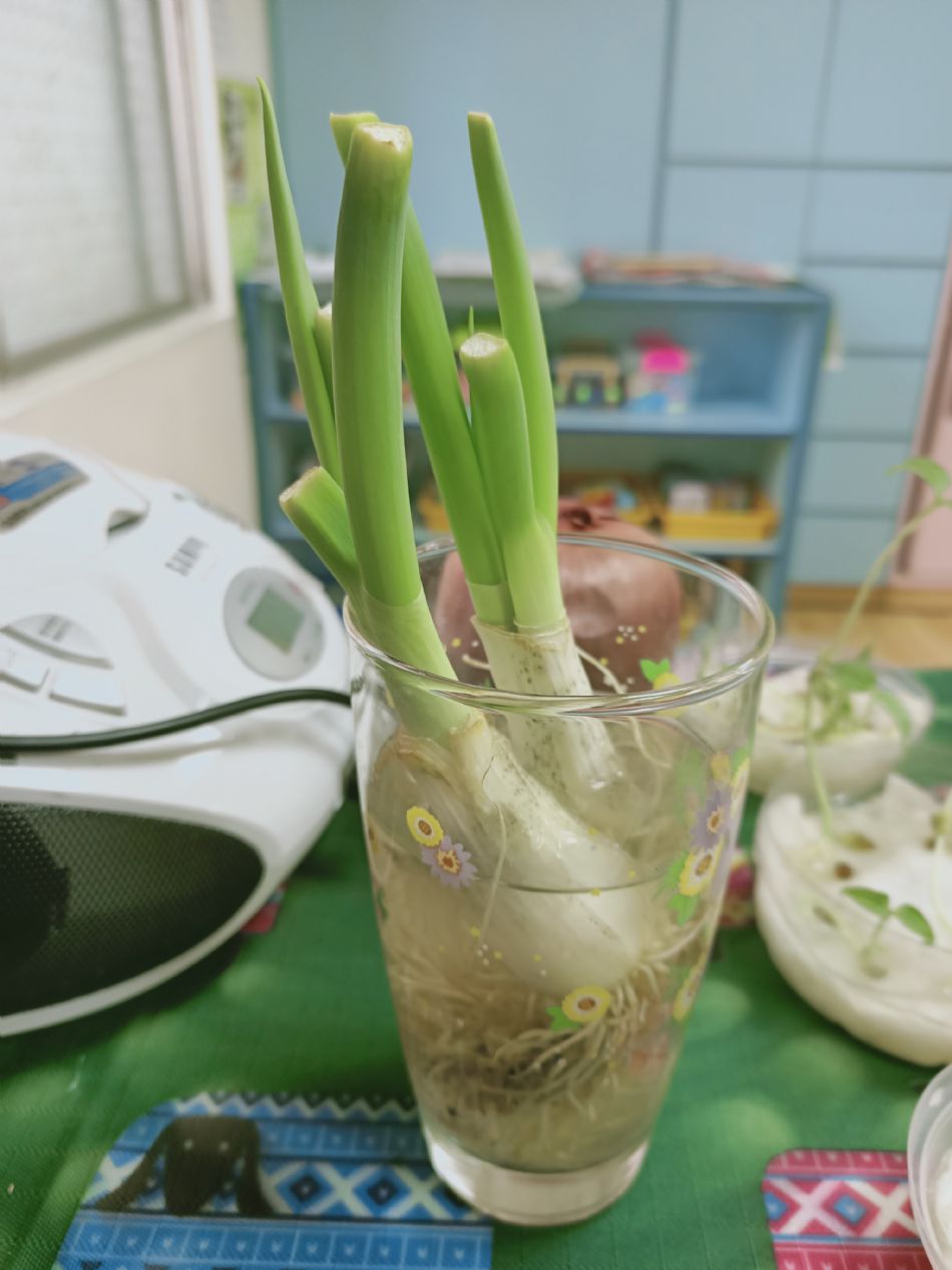 文件 : <FONT COLOR='red'>(109.03.06)種植-13.JPG</FONT> <BR> 尺寸 : <FONT COLOR='blue'>950 × 1267</FONT> 圖元 <BR> 格式 : <FONT COLOR='green'>jpg</FONT> <BR> 大小 : <FONT COLOR='green'> -- </FONT> KB