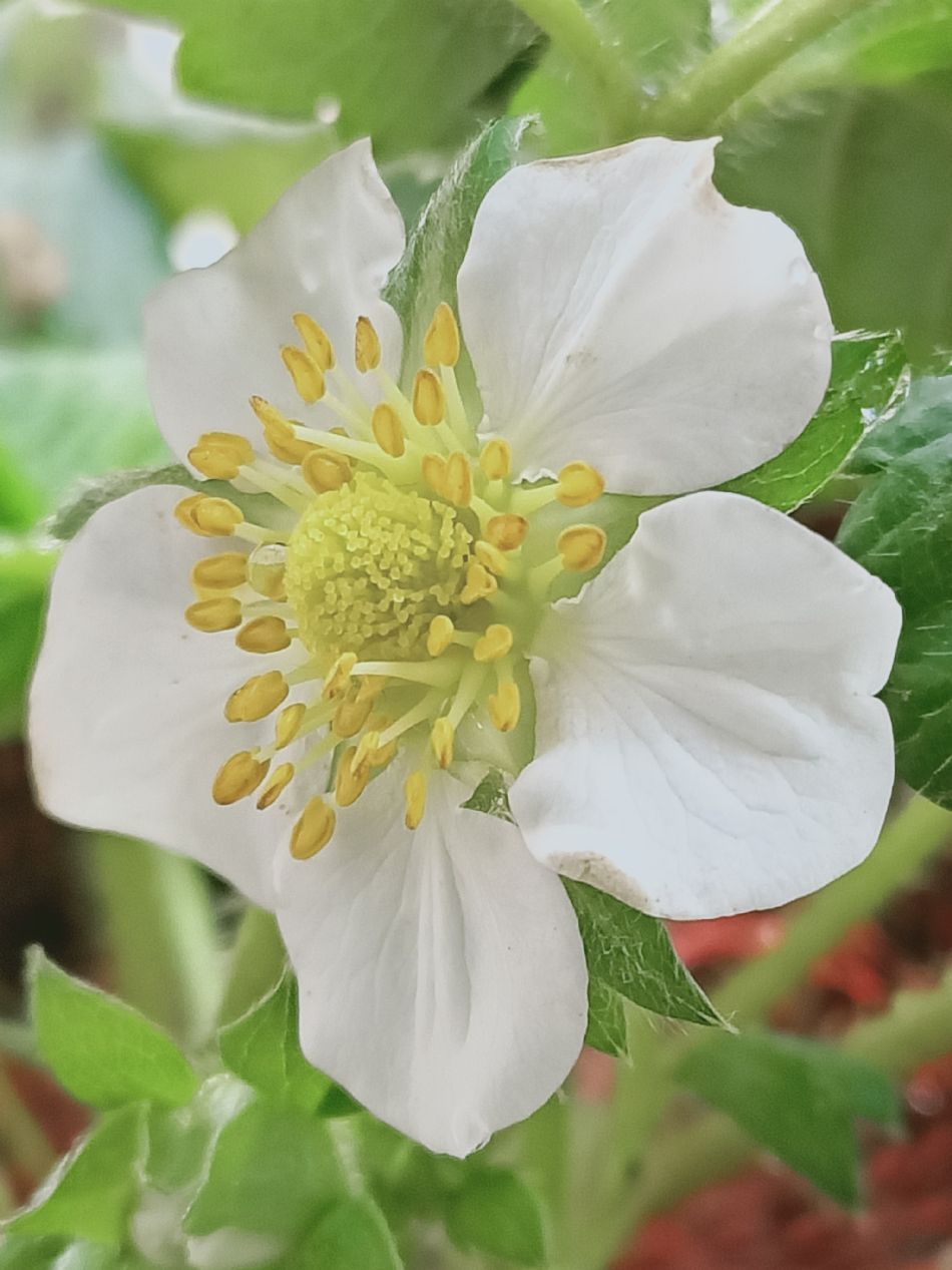 文件 : <FONT COLOR='red'>(109.03.06)種植-14.JPG</FONT> <BR> 尺寸 : <FONT COLOR='blue'>950 × 1267</FONT> 圖元 <BR> 格式 : <FONT COLOR='green'>jpg</FONT> <BR> 大小 : <FONT COLOR='green'> -- </FONT> KB