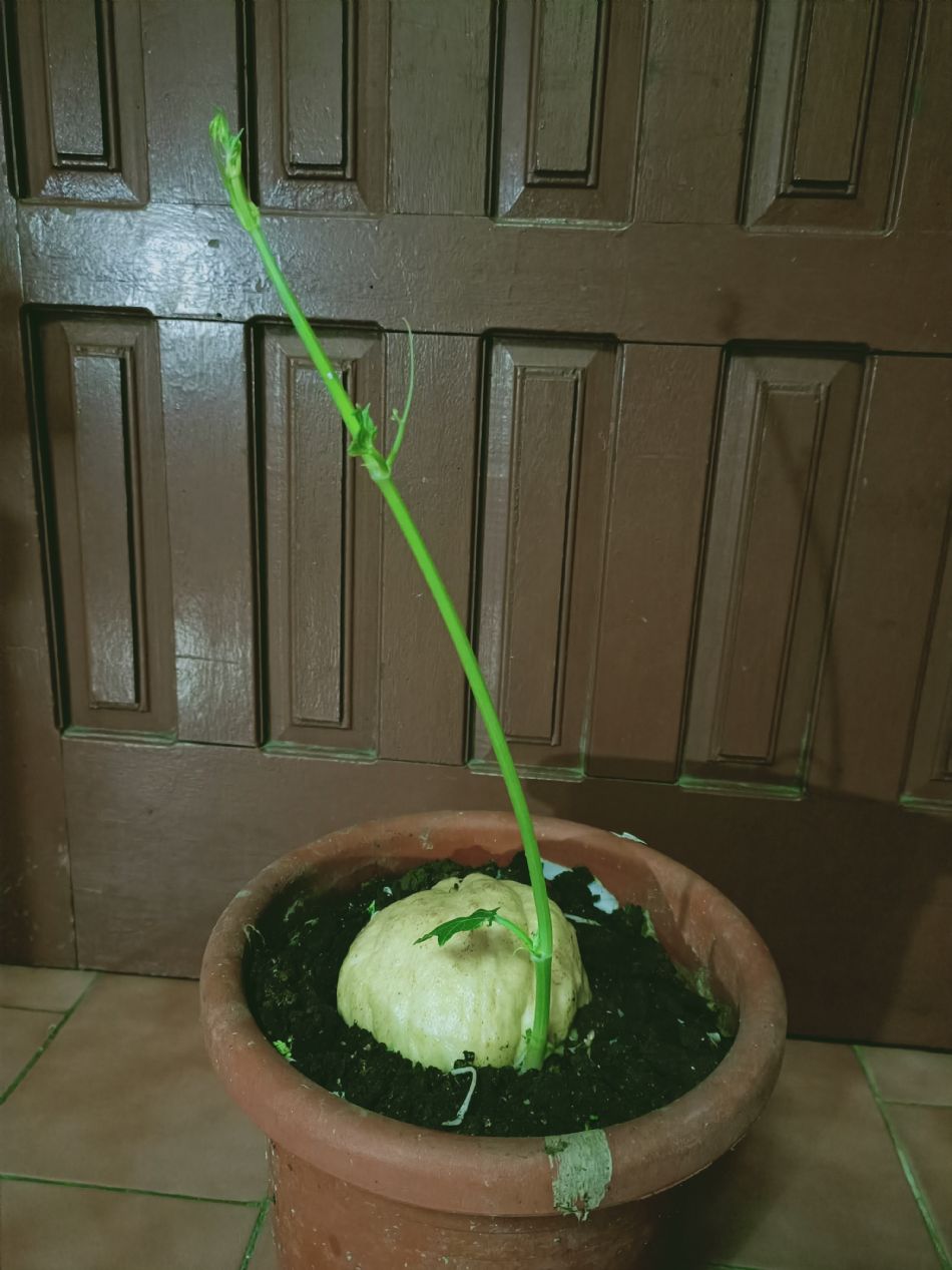 文件 : <FONT COLOR='red'>(109.03.06)種植-15.JPG</FONT> <BR> 尺寸 : <FONT COLOR='blue'>950 × 1267</FONT> 圖元 <BR> 格式 : <FONT COLOR='green'>jpg</FONT> <BR> 大小 : <FONT COLOR='green'> -- </FONT> KB