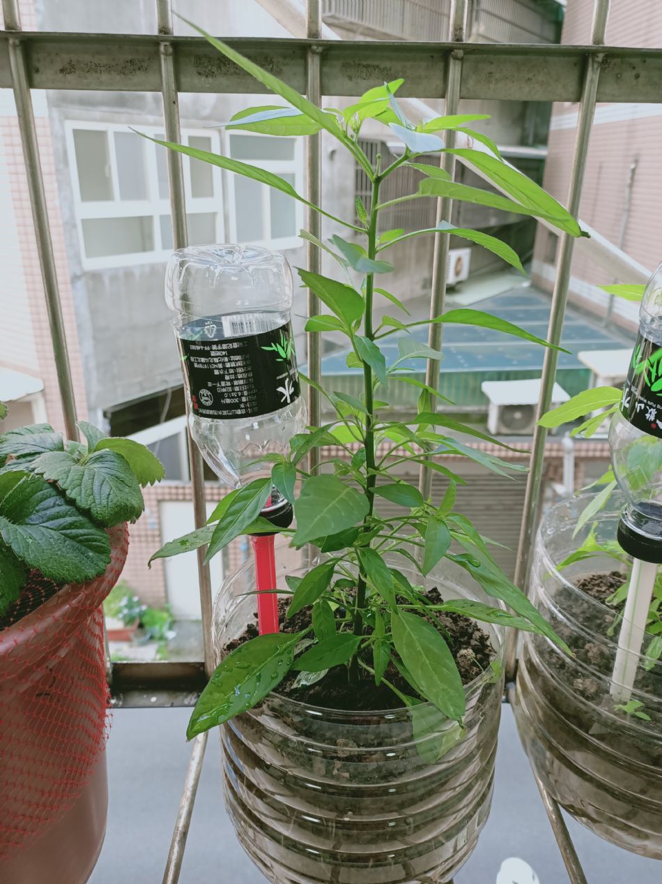 文件 : <FONT COLOR='red'>(109.03.06)種植-16.JPG</FONT> <BR> 尺寸 : <FONT COLOR='blue'>950 × 1267</FONT> 圖元 <BR> 格式 : <FONT COLOR='green'>jpg</FONT> <BR> 大小 : <FONT COLOR='green'> -- </FONT> KB