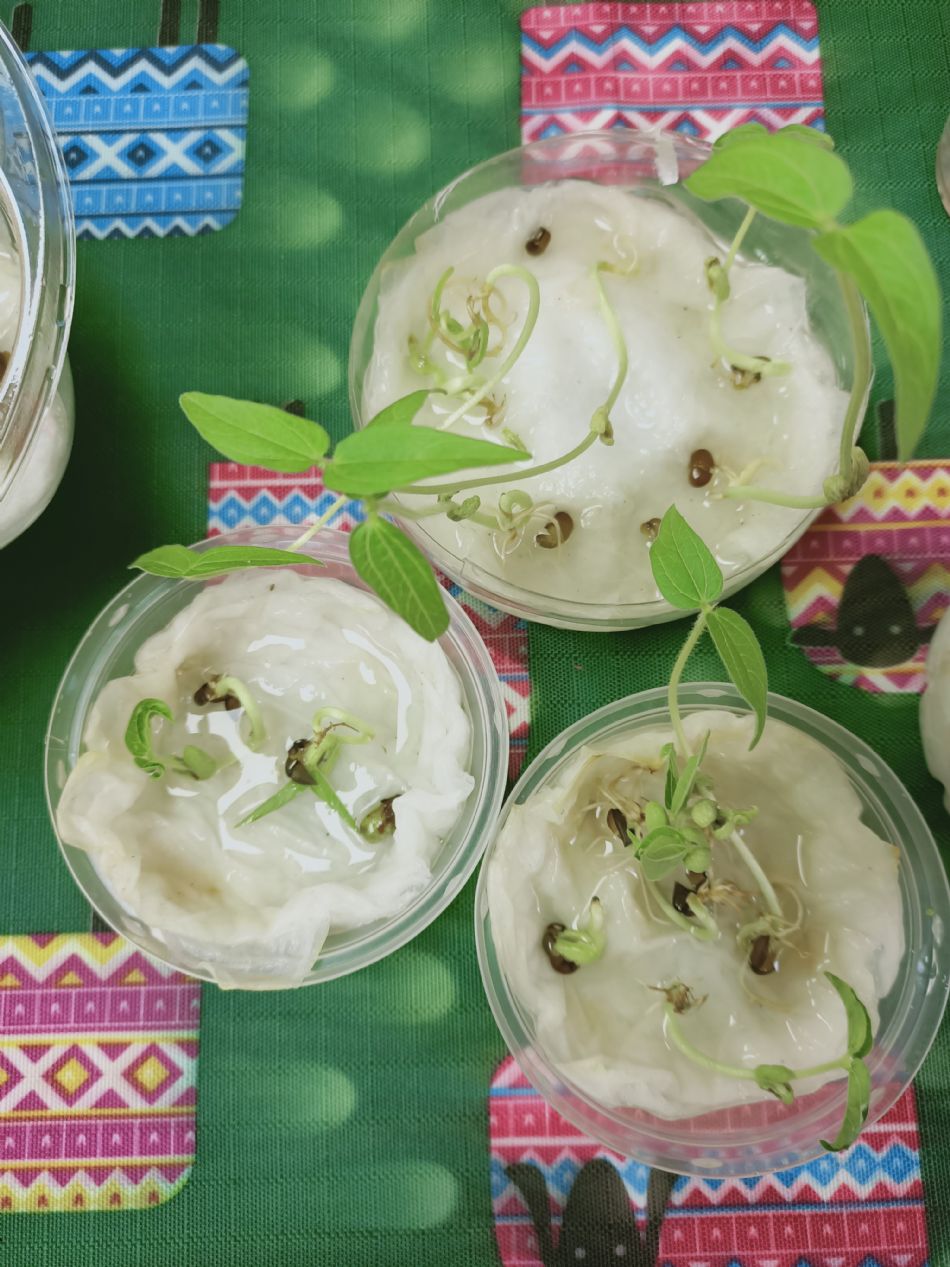 文件 : <FONT COLOR='red'>(109.03.06)種植-4.JPG</FONT> <BR> 尺寸 : <FONT COLOR='blue'>950 × 1267</FONT> 圖元 <BR> 格式 : <FONT COLOR='green'>jpg</FONT> <BR> 大小 : <FONT COLOR='green'> -- </FONT> KB