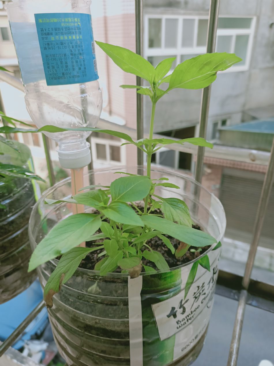 文件 : <FONT COLOR='red'>(109.03.06)種植-5.JPG</FONT> <BR> 尺寸 : <FONT COLOR='blue'>950 × 1267</FONT> 圖元 <BR> 格式 : <FONT COLOR='green'>jpg</FONT> <BR> 大小 : <FONT COLOR='green'> -- </FONT> KB