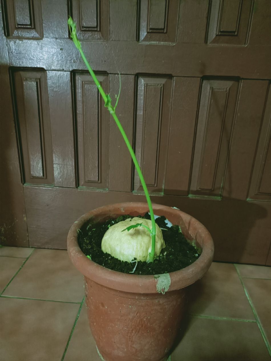 文件 : <FONT COLOR='red'>(109.03.06)種植-6.JPG</FONT> <BR> 尺寸 : <FONT COLOR='blue'>950 × 1267</FONT> 圖元 <BR> 格式 : <FONT COLOR='green'>jpg</FONT> <BR> 大小 : <FONT COLOR='green'> -- </FONT> KB