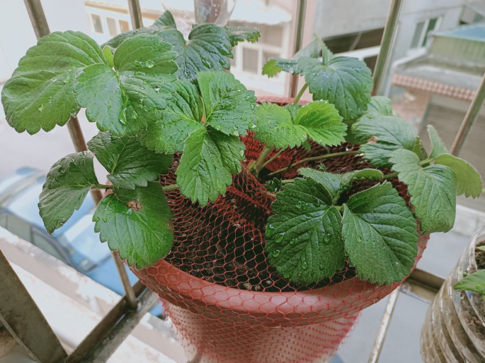 文件 : <FONT COLOR='red'>(109.03.06)種植-9.JPG</FONT> <BR> 尺寸 : <FONT COLOR='blue'>950 × 712</FONT> 圖元 <BR> 格式 : <FONT COLOR='green'>jpg</FONT> <BR> 大小 : <FONT COLOR='green'> -- </FONT> KB