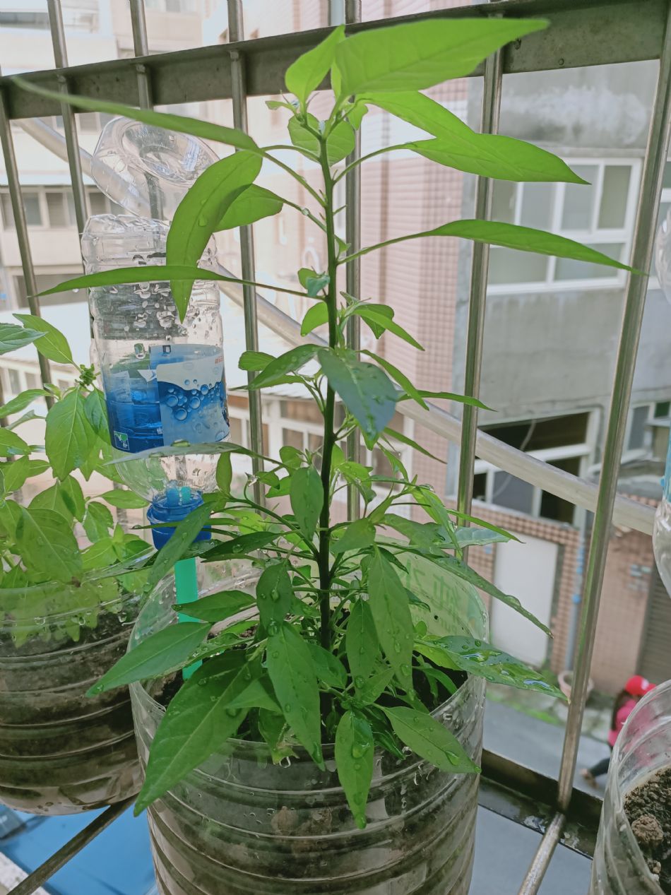 文件 : <FONT COLOR='red'>(109.03.06)種植.JPG</FONT> <BR> 尺寸 : <FONT COLOR='blue'>950 × 1267</FONT> 圖元 <BR> 格式 : <FONT COLOR='green'>jpg</FONT> <BR> 大小 : <FONT COLOR='green'> -- </FONT> KB