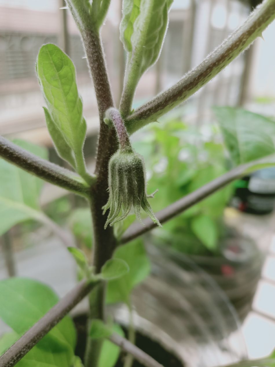 文件 : <FONT COLOR='red'>(109.03.09)種植-1.JPG</FONT> <BR> 尺寸 : <FONT COLOR='blue'>950 × 1267</FONT> 圖元 <BR> 格式 : <FONT COLOR='green'>jpg</FONT> <BR> 大小 : <FONT COLOR='green'> -- </FONT> KB