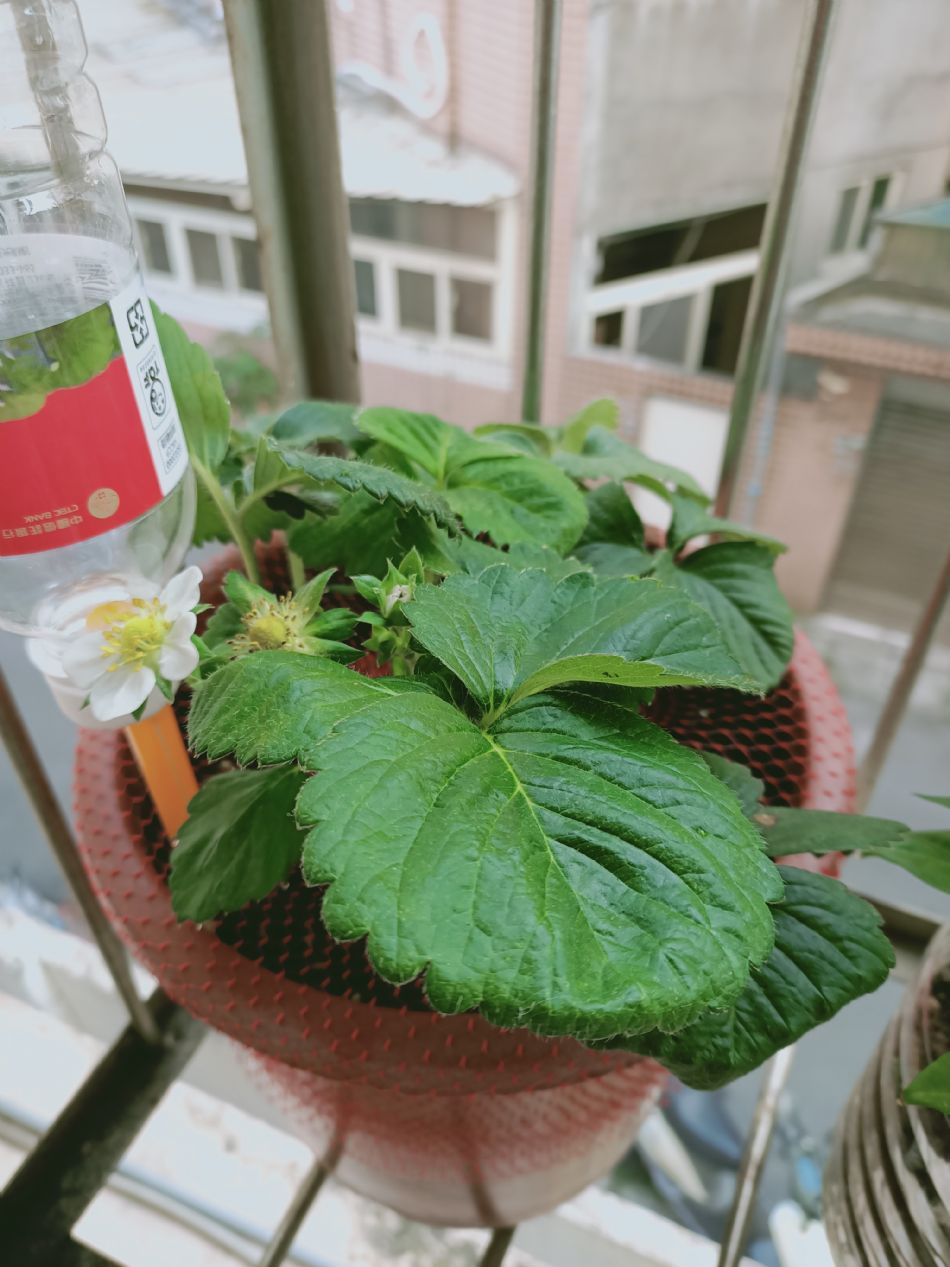 文件 : <FONT COLOR='red'>(109.03.09)種植-4.JPG</FONT> <BR> 尺寸 : <FONT COLOR='blue'>950 × 1267</FONT> 圖元 <BR> 格式 : <FONT COLOR='green'>jpg</FONT> <BR> 大小 : <FONT COLOR='green'> -- </FONT> KB