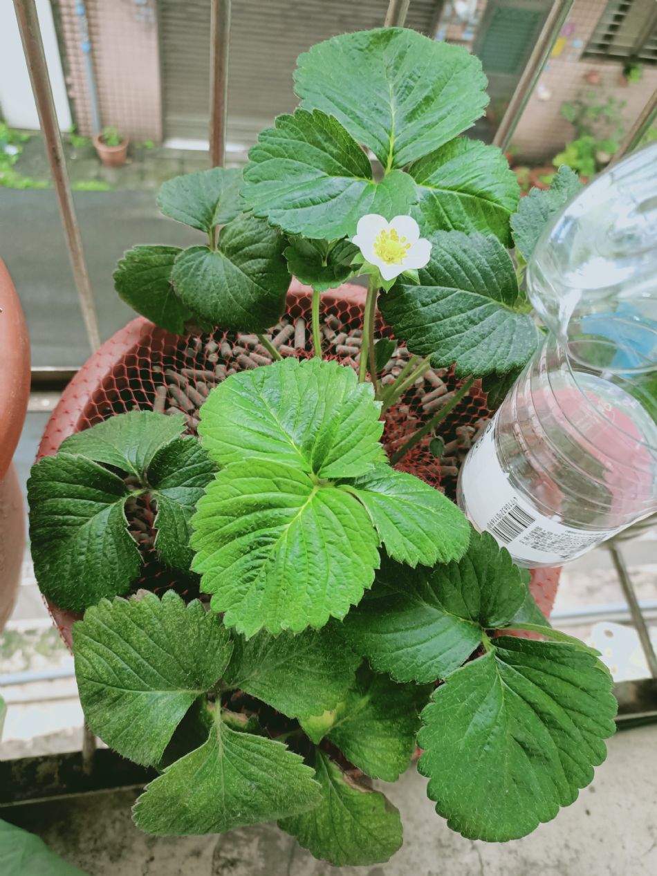 文件 : <FONT COLOR='red'>(109.03.10)種植-1.JPG</FONT> <BR> 尺寸 : <FONT COLOR='blue'>950 × 1267</FONT> 圖元 <BR> 格式 : <FONT COLOR='green'>jpg</FONT> <BR> 大小 : <FONT COLOR='green'> -- </FONT> KB