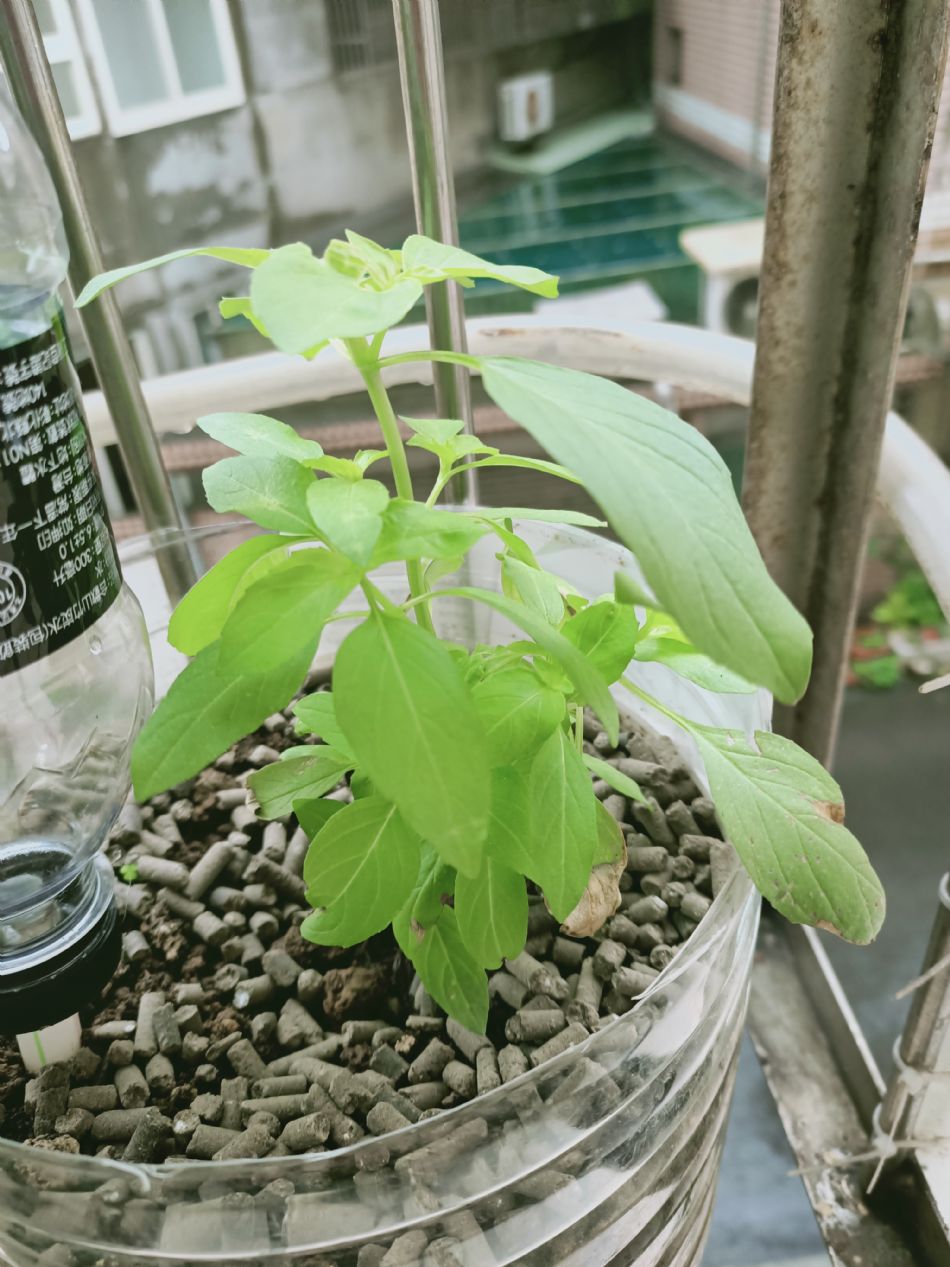 文件 : <FONT COLOR='red'>(109.03.10)種植-10.JPG</FONT> <BR> 尺寸 : <FONT COLOR='blue'>950 × 1267</FONT> 圖元 <BR> 格式 : <FONT COLOR='green'>jpg</FONT> <BR> 大小 : <FONT COLOR='green'> -- </FONT> KB