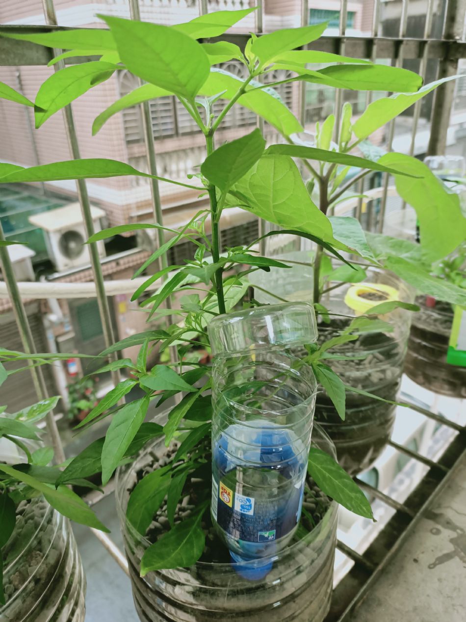 文件 : <FONT COLOR='red'>(109.03.10)種植-11.JPG</FONT> <BR> 尺寸 : <FONT COLOR='blue'>950 × 1267</FONT> 圖元 <BR> 格式 : <FONT COLOR='green'>jpg</FONT> <BR> 大小 : <FONT COLOR='green'> -- </FONT> KB