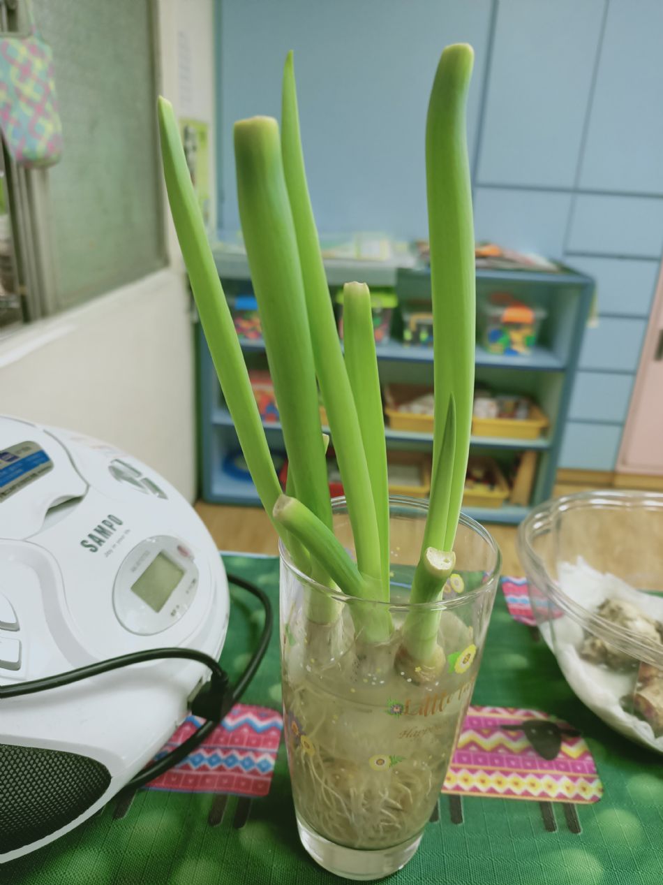 文件 : <FONT COLOR='red'>(109.03.10)種植-12.JPG</FONT> <BR> 尺寸 : <FONT COLOR='blue'>950 × 1267</FONT> 圖元 <BR> 格式 : <FONT COLOR='green'>jpg</FONT> <BR> 大小 : <FONT COLOR='green'> -- </FONT> KB