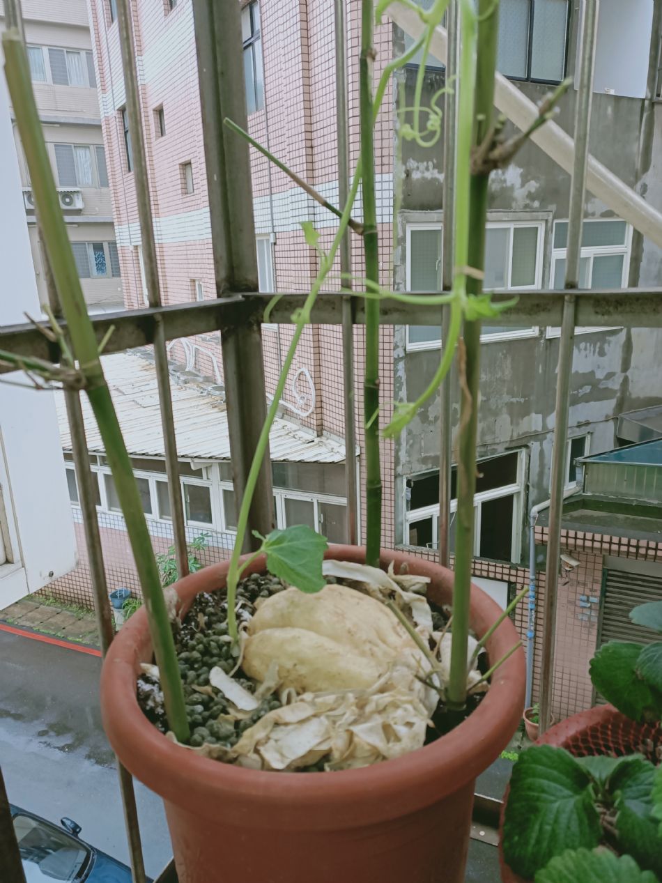 文件 : <FONT COLOR='red'>(109.03.10)種植-13.JPG</FONT> <BR> 尺寸 : <FONT COLOR='blue'>950 × 1267</FONT> 圖元 <BR> 格式 : <FONT COLOR='green'>jpg</FONT> <BR> 大小 : <FONT COLOR='green'> -- </FONT> KB