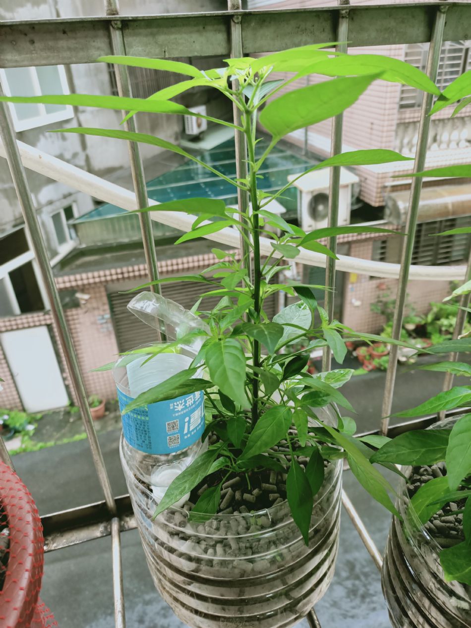 文件 : <FONT COLOR='red'>(109.03.10)種植-14.JPG</FONT> <BR> 尺寸 : <FONT COLOR='blue'>950 × 1267</FONT> 圖元 <BR> 格式 : <FONT COLOR='green'>jpg</FONT> <BR> 大小 : <FONT COLOR='green'> -- </FONT> KB