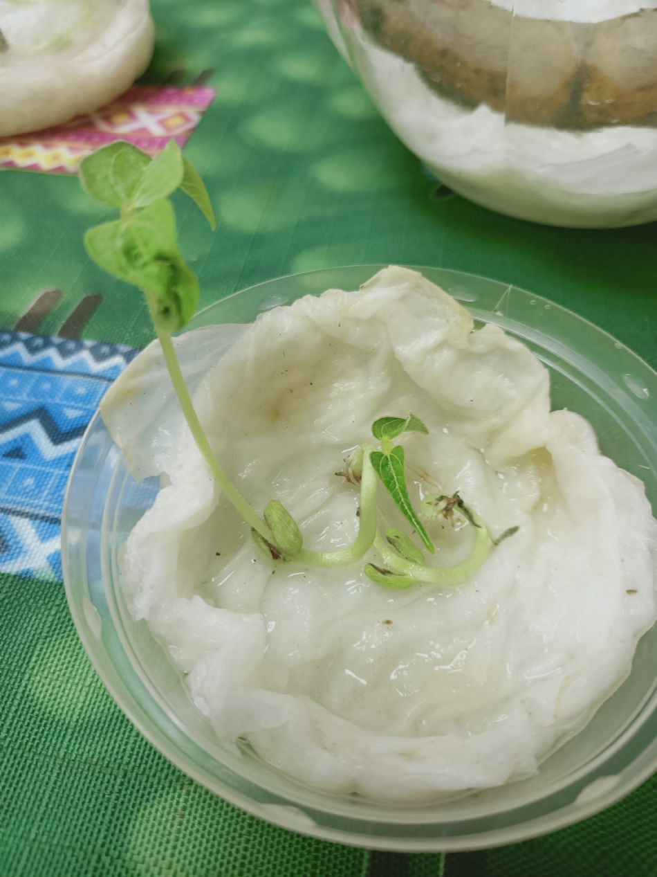 文件 : <FONT COLOR='red'>(109.03.10)種植-4.JPG</FONT> <BR> 尺寸 : <FONT COLOR='blue'>950 × 1267</FONT> 圖元 <BR> 格式 : <FONT COLOR='green'>jpg</FONT> <BR> 大小 : <FONT COLOR='green'> -- </FONT> KB