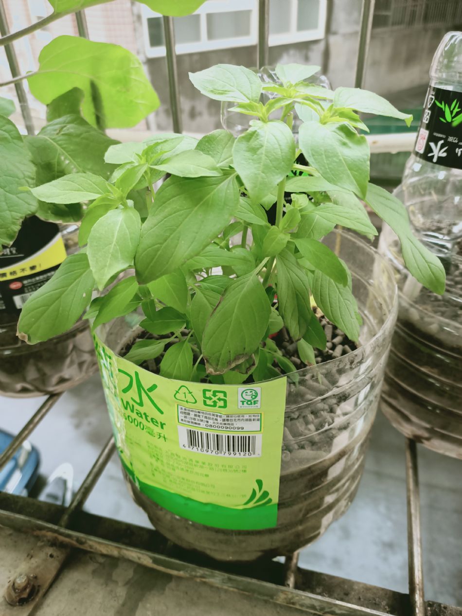 文件 : <FONT COLOR='red'>(109.03.10)種植-5.JPG</FONT> <BR> 尺寸 : <FONT COLOR='blue'>950 × 1267</FONT> 圖元 <BR> 格式 : <FONT COLOR='green'>jpg</FONT> <BR> 大小 : <FONT COLOR='green'> -- </FONT> KB