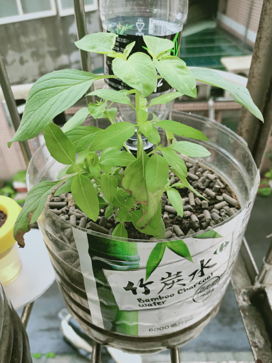 文件 : <FONT COLOR='red'>(109.03.10)種植-6.JPG</FONT> <BR> 尺寸 : <FONT COLOR='blue'>950 × 1267</FONT> 圖元 <BR> 格式 : <FONT COLOR='green'>jpg</FONT> <BR> 大小 : <FONT COLOR='green'> -- </FONT> KB