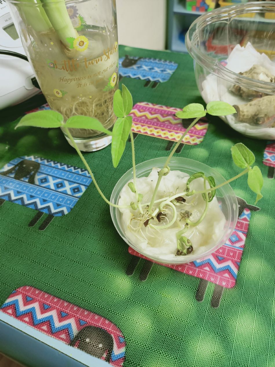 文件 : <FONT COLOR='red'>(109.03.10)種植-7.JPG</FONT> <BR> 尺寸 : <FONT COLOR='blue'>950 × 1267</FONT> 圖元 <BR> 格式 : <FONT COLOR='green'>jpg</FONT> <BR> 大小 : <FONT COLOR='green'> -- </FONT> KB