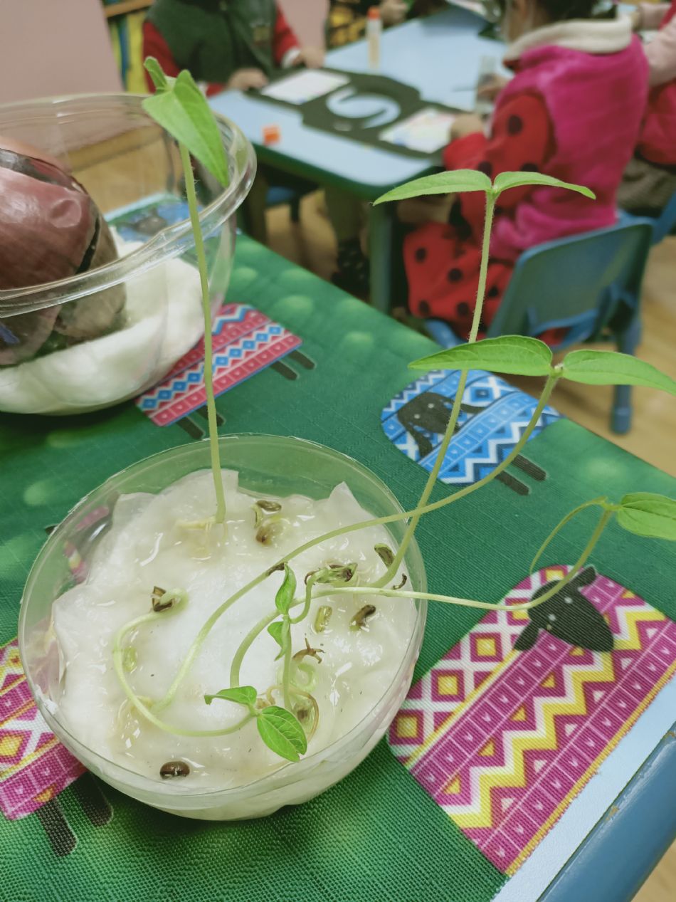 文件 : <FONT COLOR='red'>(109.03.10)種植-9.JPG</FONT> <BR> 尺寸 : <FONT COLOR='blue'>950 × 1267</FONT> 圖元 <BR> 格式 : <FONT COLOR='green'>jpg</FONT> <BR> 大小 : <FONT COLOR='green'> -- </FONT> KB