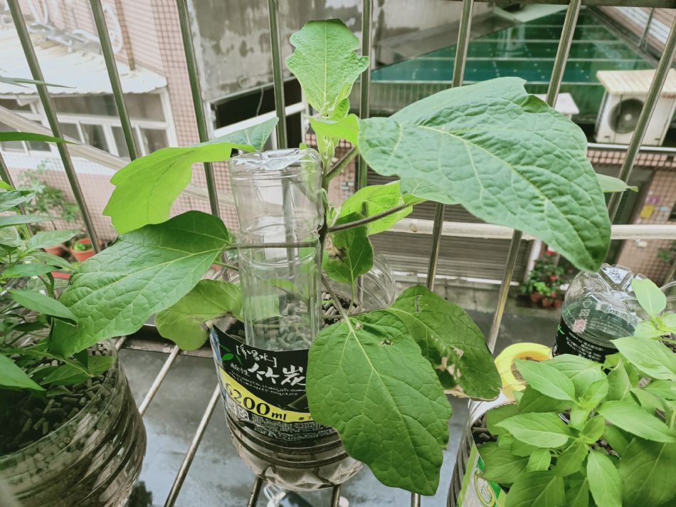 文件 : <FONT COLOR='red'>(109.03.10)種植.JPG</FONT> <BR> 尺寸 : <FONT COLOR='blue'>950 × 712</FONT> 圖元 <BR> 格式 : <FONT COLOR='green'>jpg</FONT> <BR> 大小 : <FONT COLOR='green'> -- </FONT> KB