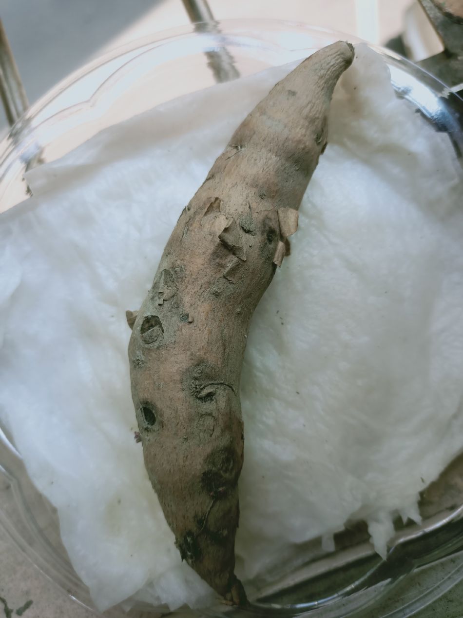 文件 : <FONT COLOR='red'>(109.03.11)種植-11.JPG</FONT> <BR> 尺寸 : <FONT COLOR='blue'>950 × 1267</FONT> 圖元 <BR> 格式 : <FONT COLOR='green'>jpg</FONT> <BR> 大小 : <FONT COLOR='green'> -- </FONT> KB