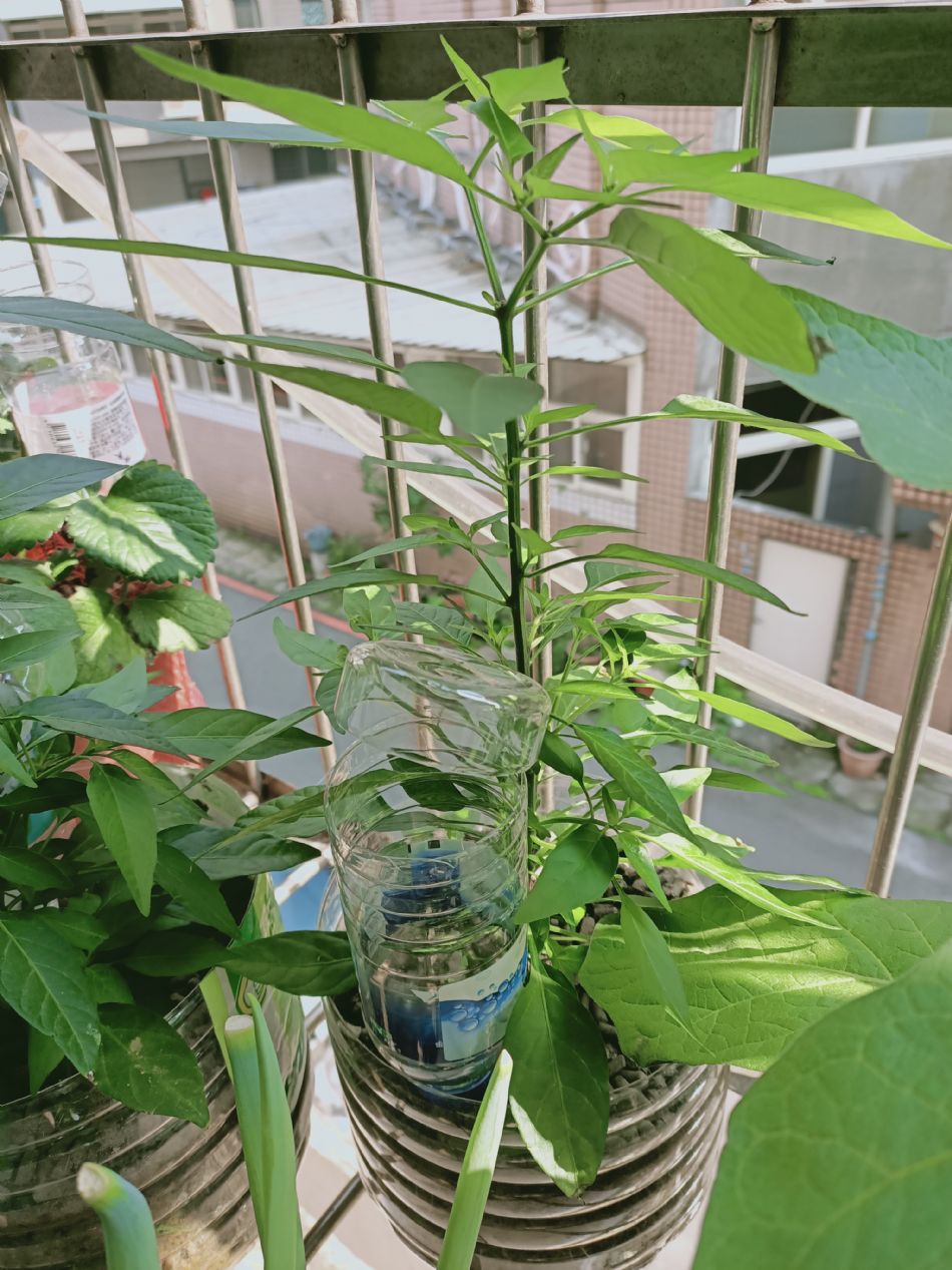 文件 : <FONT COLOR='red'>(109.03.11)種植-4.JPG</FONT> <BR> 尺寸 : <FONT COLOR='blue'>950 × 1267</FONT> 圖元 <BR> 格式 : <FONT COLOR='green'>jpg</FONT> <BR> 大小 : <FONT COLOR='green'> -- </FONT> KB