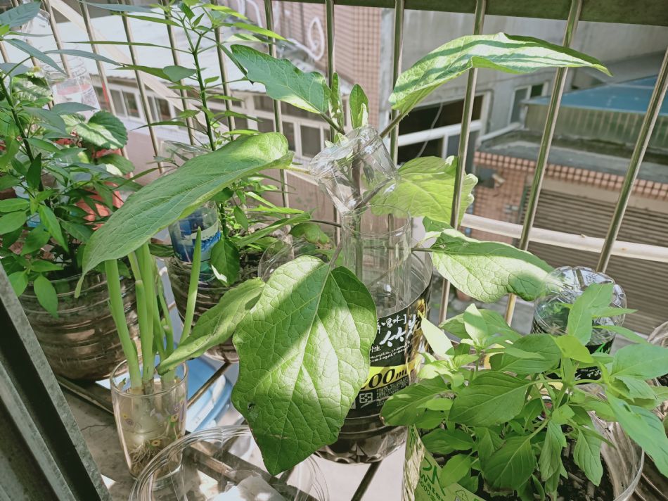 文件 : <FONT COLOR='red'>(109.03.11)種植-6.JPG</FONT> <BR> 尺寸 : <FONT COLOR='blue'>950 × 712</FONT> 圖元 <BR> 格式 : <FONT COLOR='green'>jpg</FONT> <BR> 大小 : <FONT COLOR='green'> -- </FONT> KB