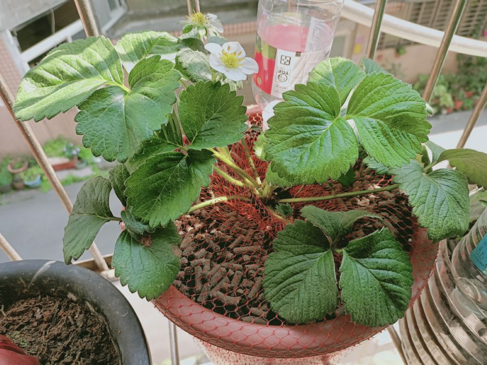 文件 : <FONT COLOR='red'>(109.03.11)種植-7.JPG</FONT> <BR> 尺寸 : <FONT COLOR='blue'>950 × 712</FONT> 圖元 <BR> 格式 : <FONT COLOR='green'>jpg</FONT> <BR> 大小 : <FONT COLOR='green'> -- </FONT> KB