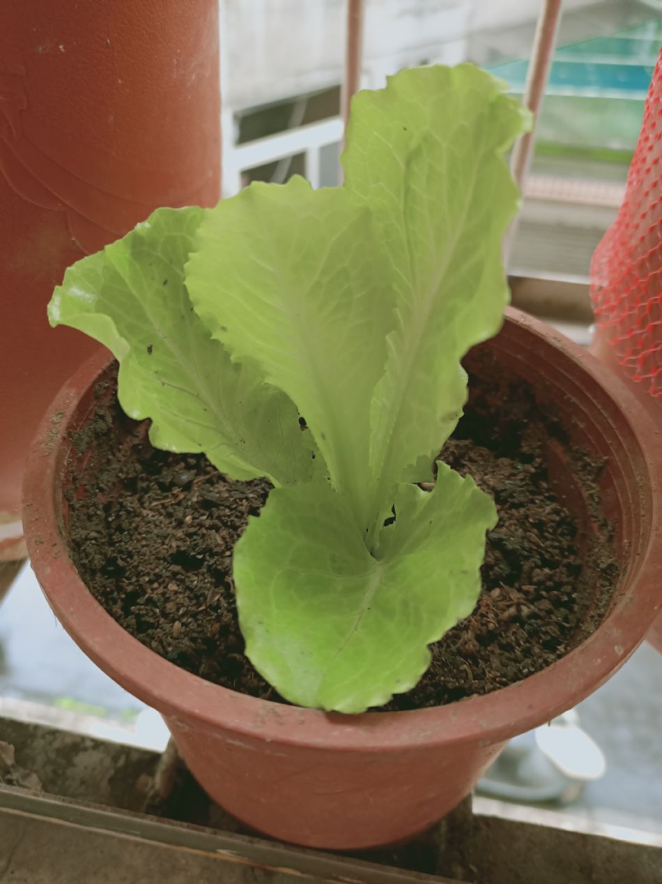 文件 : <FONT COLOR='red'>(109.03.19)種植-6.JPG</FONT> <BR> 尺寸 : <FONT COLOR='blue'>950 × 1267</FONT> 圖元 <BR> 格式 : <FONT COLOR='green'>jpg</FONT> <BR> 大小 : <FONT COLOR='green'> -- </FONT> KB