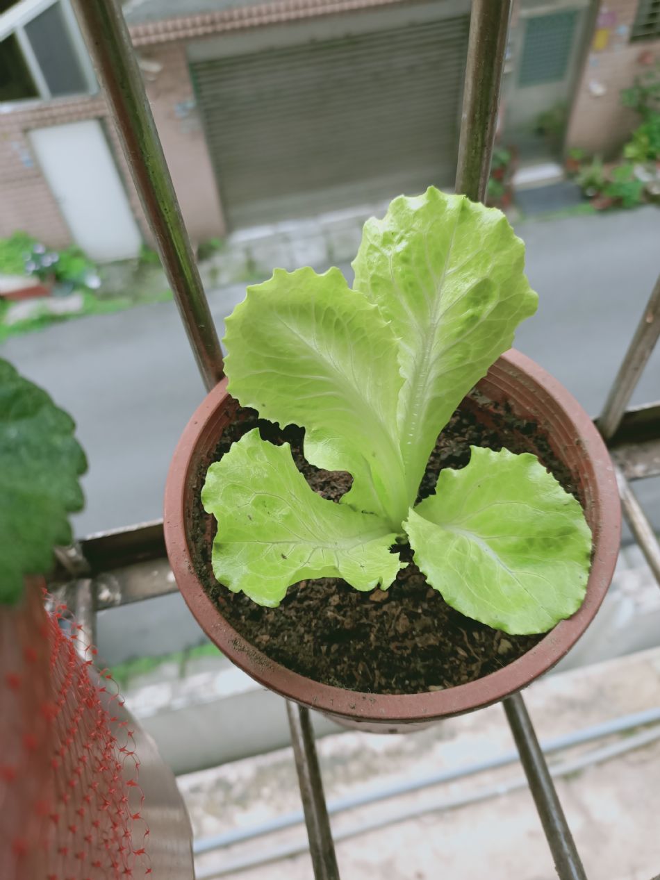 文件 : <FONT COLOR='red'>(109.03.20)種植-2.JPG</FONT> <BR> 尺寸 : <FONT COLOR='blue'>950 × 1267</FONT> 圖元 <BR> 格式 : <FONT COLOR='green'>jpg</FONT> <BR> 大小 : <FONT COLOR='green'> -- </FONT> KB