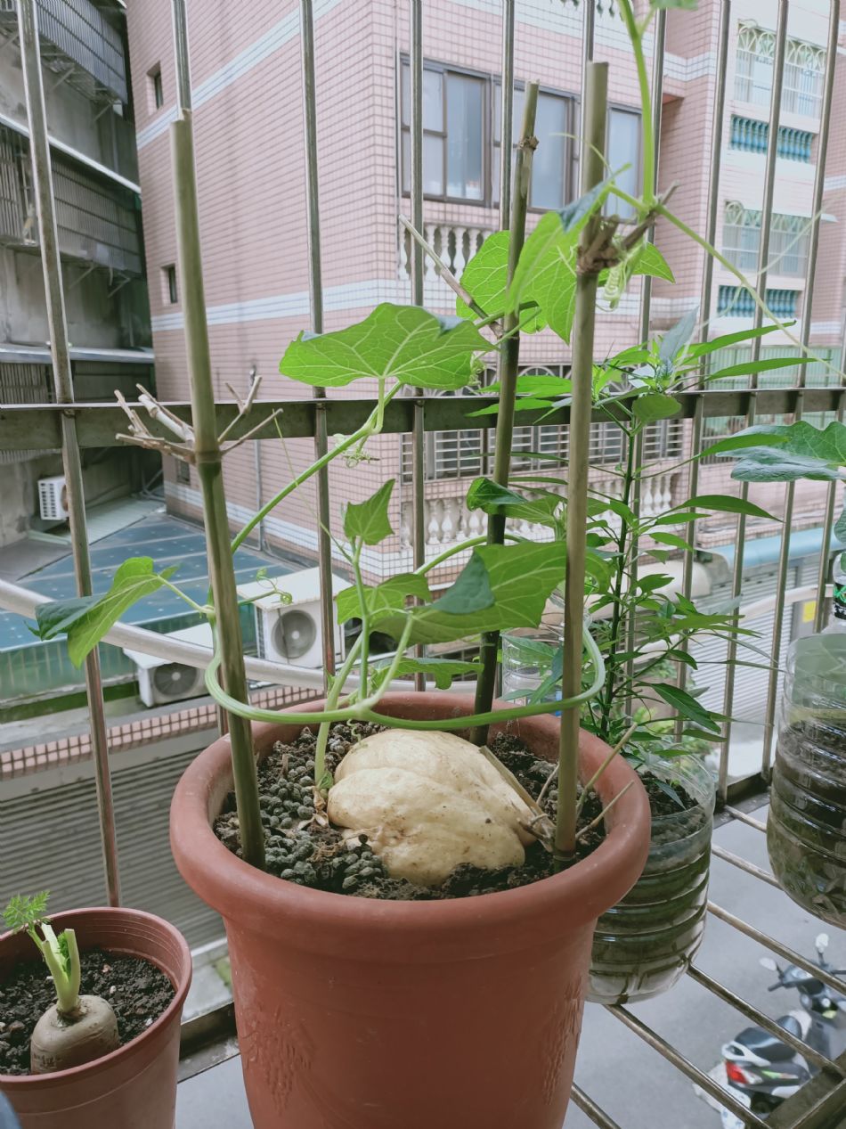 文件 : <FONT COLOR='red'>(109.03.20)種植-3.JPG</FONT> <BR> 尺寸 : <FONT COLOR='blue'>950 × 1267</FONT> 圖元 <BR> 格式 : <FONT COLOR='green'>jpg</FONT> <BR> 大小 : <FONT COLOR='green'> -- </FONT> KB