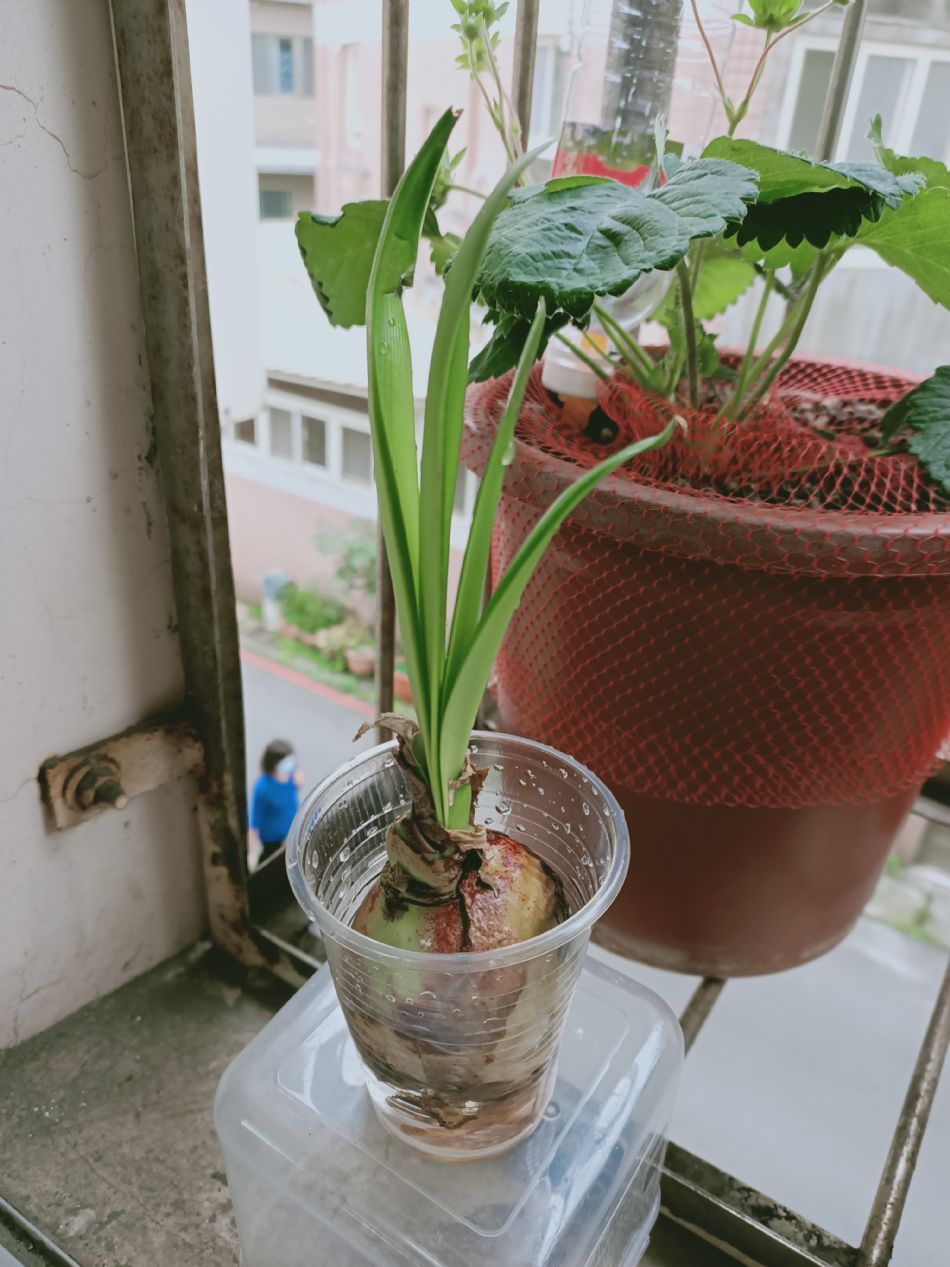 文件 : <FONT COLOR='red'>(109.03.20)種植-7.JPG</FONT> <BR> 尺寸 : <FONT COLOR='blue'>950 × 1267</FONT> 圖元 <BR> 格式 : <FONT COLOR='green'>jpg</FONT> <BR> 大小 : <FONT COLOR='green'> -- </FONT> KB