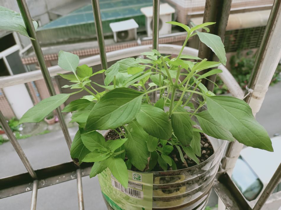 文件 : <FONT COLOR='red'>(109.03.25)種植-13.JPG</FONT> <BR> 尺寸 : <FONT COLOR='blue'>950 × 712</FONT> 圖元 <BR> 格式 : <FONT COLOR='green'>jpg</FONT> <BR> 大小 : <FONT COLOR='green'> -- </FONT> KB