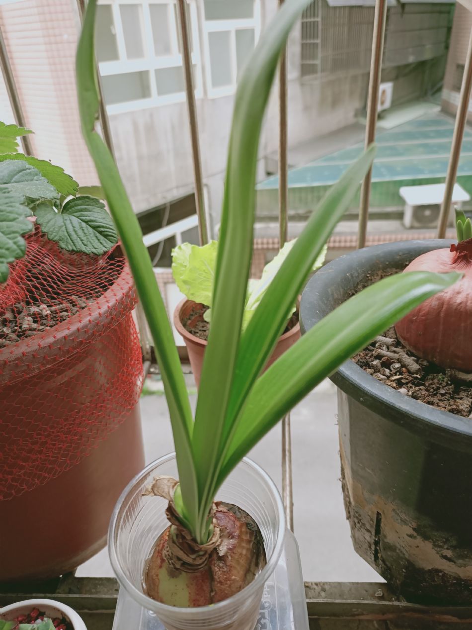 文件 : <FONT COLOR='red'>(109.03.25)種植-2.JPG</FONT> <BR> 尺寸 : <FONT COLOR='blue'>950 × 1267</FONT> 圖元 <BR> 格式 : <FONT COLOR='green'>jpg</FONT> <BR> 大小 : <FONT COLOR='green'> -- </FONT> KB