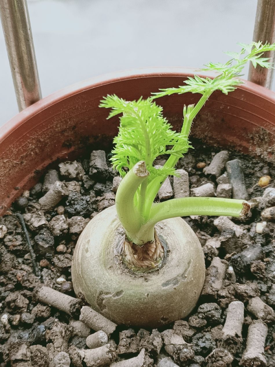 文件 : <FONT COLOR='red'>(109.03.25)種植-3.JPG</FONT> <BR> 尺寸 : <FONT COLOR='blue'>950 × 1267</FONT> 圖元 <BR> 格式 : <FONT COLOR='green'>jpg</FONT> <BR> 大小 : <FONT COLOR='green'> -- </FONT> KB