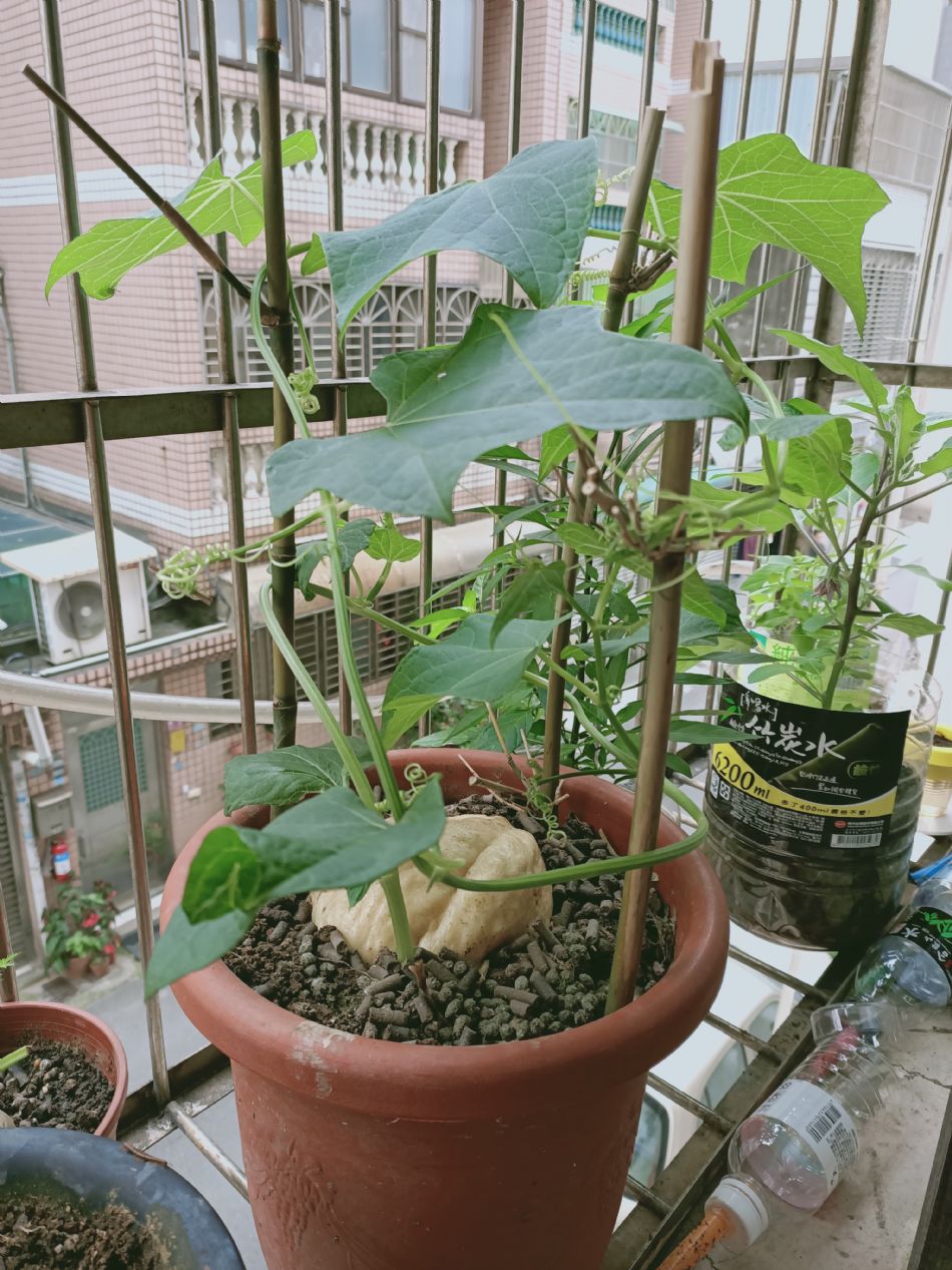 文件 : <FONT COLOR='red'>(109.03.25)種植-4.JPG</FONT> <BR> 尺寸 : <FONT COLOR='blue'>950 × 1267</FONT> 圖元 <BR> 格式 : <FONT COLOR='green'>jpg</FONT> <BR> 大小 : <FONT COLOR='green'> -- </FONT> KB